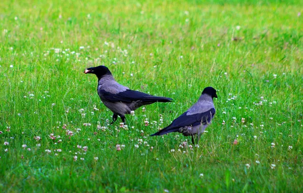 Dark, grass, bird