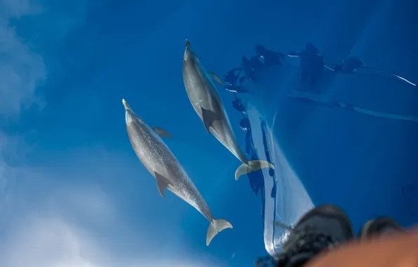 Pair, dolphins, underwater world, two dolphins