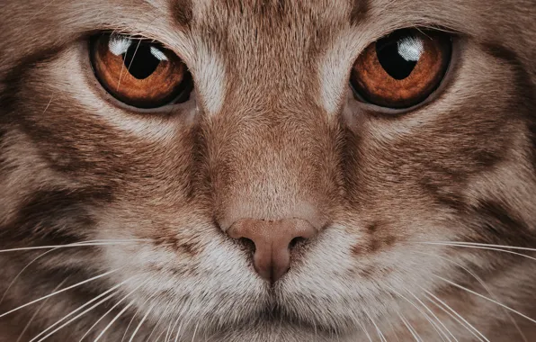 Cat, cat, look, face, portrait, red, yellow eyes