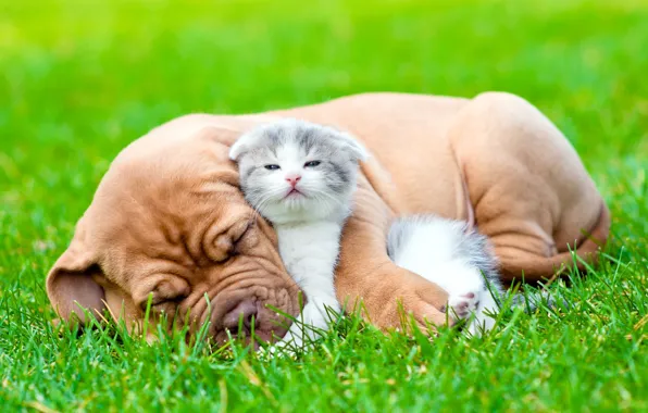 Picture grass, look, each, sleep, dog, fluffy, puppy, kitty