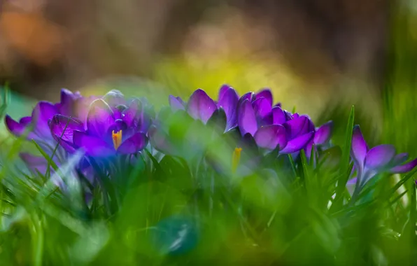 Greens, purple, flowers, glade, blur, spring, crocuses, bokeh