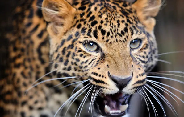 Wallpaper close-up, blur, leopard, wild cat, leopard, animals, nature ...