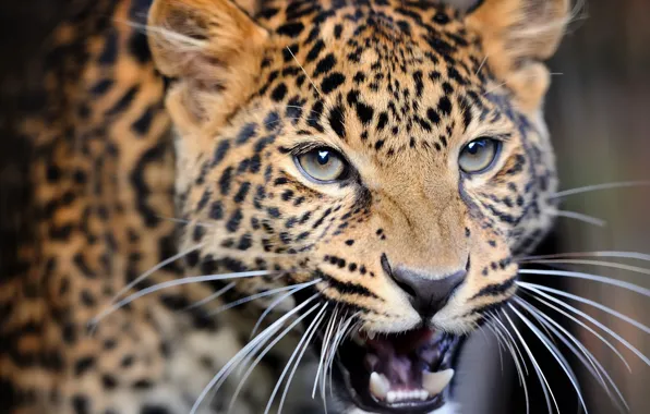 Close-up, blur, leopard, wild cat, leopard, animals, nature, bokeh