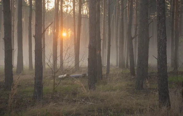 Forest, grass, the sun, light, trees, fog, dawn, glade