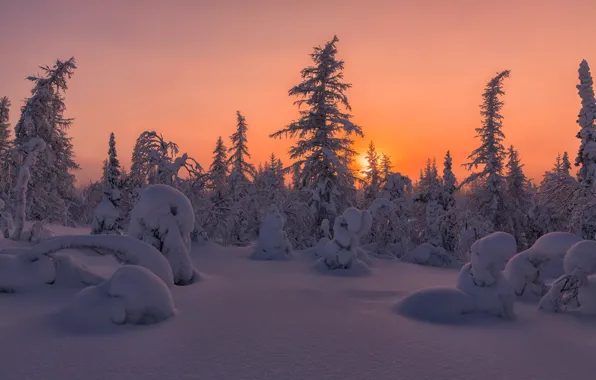 Picture winter, forest, the sun, snow, landscape, sunset, nature, in the snow
