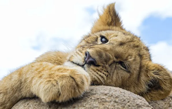 Picture look, Leo, head, lion