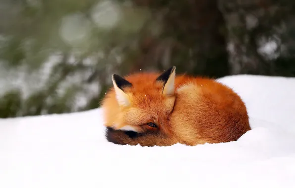 Picture winter, snow, background, Fox, Fox, bokeh