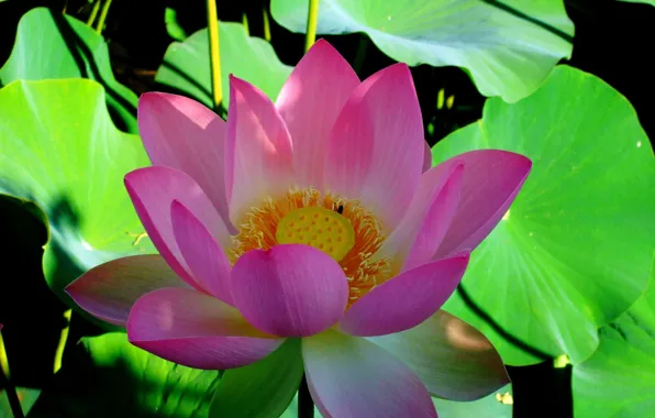 Picture leaves, water, petals, Lotus