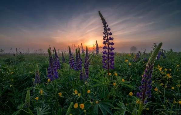 Picture dawn, meadow, Lupin
