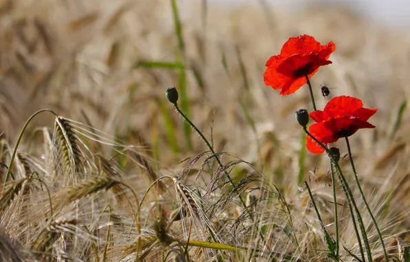 Field, flower, flowers, Mac, rye, Maki, petals, red