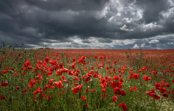 Field, summer, the sky, flowers, clouds, Maki, meadow, red