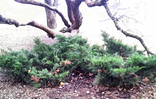 Plant, Juniper, December 2024