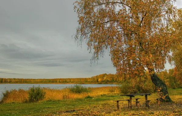 Picture autumn, grass, leaves, river, shore, birch, table, benches