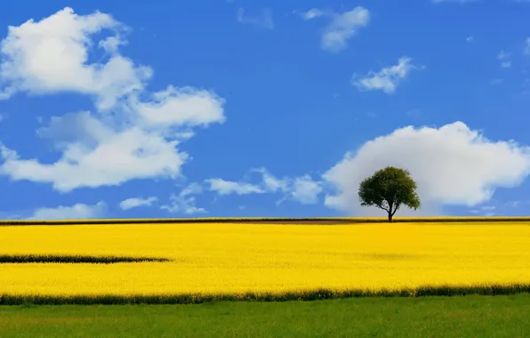 Field, the sky, tree, rape
