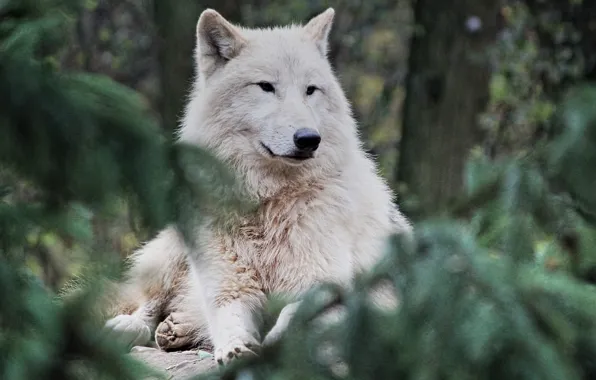 Forest, nature, animal, predator, Arctic wolf