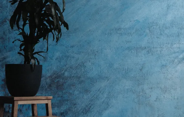 Flowers, wall, plant, pot