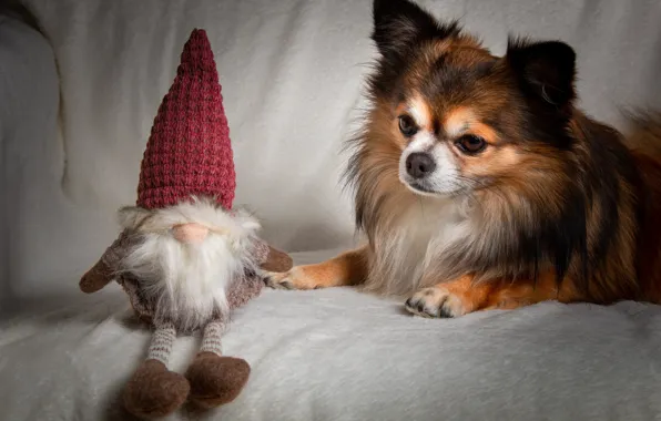 Look, toy, dog, Christmas, New year, lies, plaid, Santa Claus