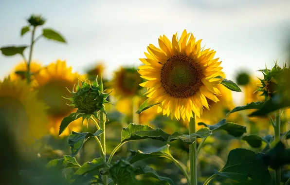Field, summer, sunflowers, flowers, sunflower, yellow, bokeh