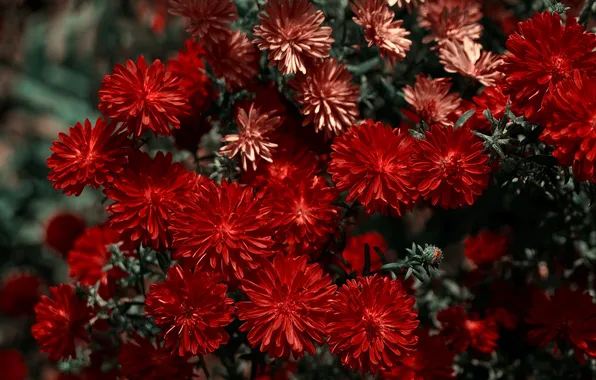 Macro, red, Flowers