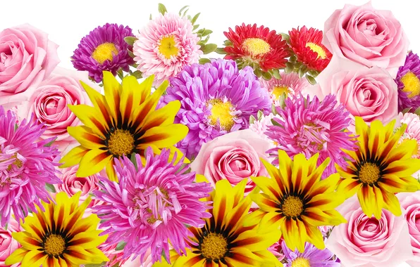 Flowers, roses, petals