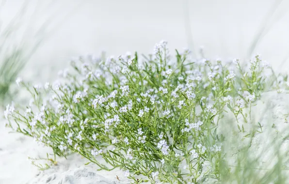 Flowers, nature, background