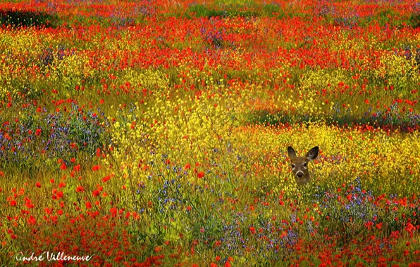 Field, flowers, animal, deer, yellow, red