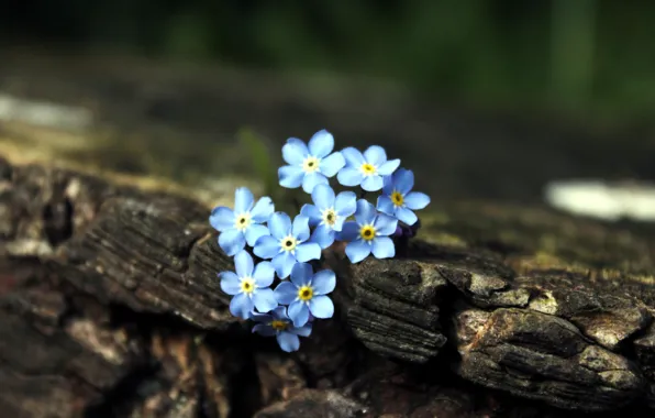 Flowers, tree, blue, brown, forget-me-nots