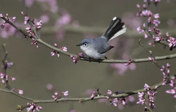 Branches, tree, bird, baby