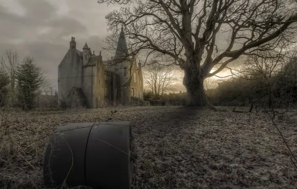 Trees, home, the evening