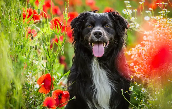 Picture field, language, summer, face, flowers, nature, Maki, portrait