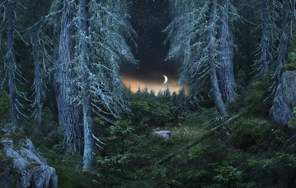 Picture forest, night, thickets, the moon, ate