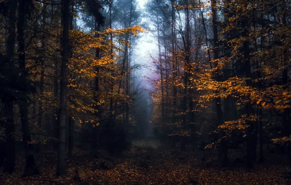 Picture autumn, forest, fog
