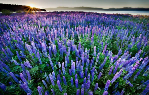 Field, the sun, rays, flowers, mountains, nature, hills, shore