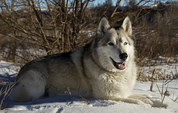 Snow, each, handsome, Malamute