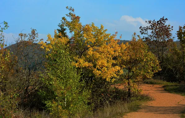 Picture autumn, trees, mountains, nature, track, Nature, trees, landscape