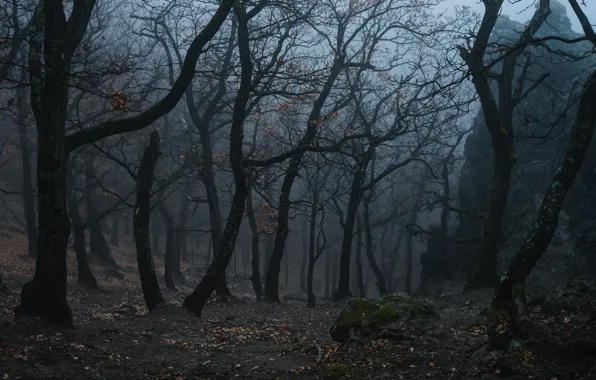 Forest, trees, nature, fog, Norbert Buduczki