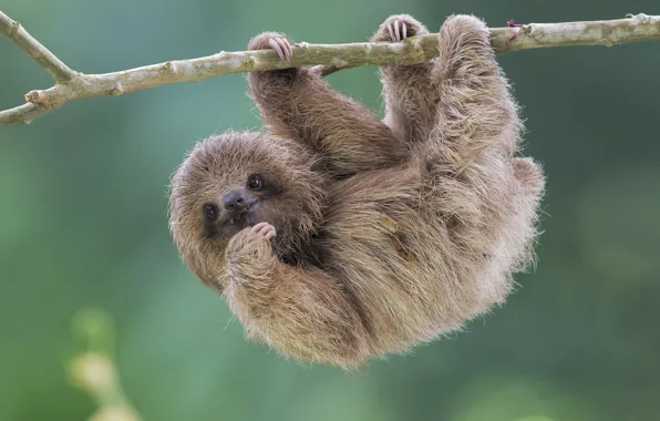 Picture nature, sloth, Brdypus tridactilus, Pale-throated sloth