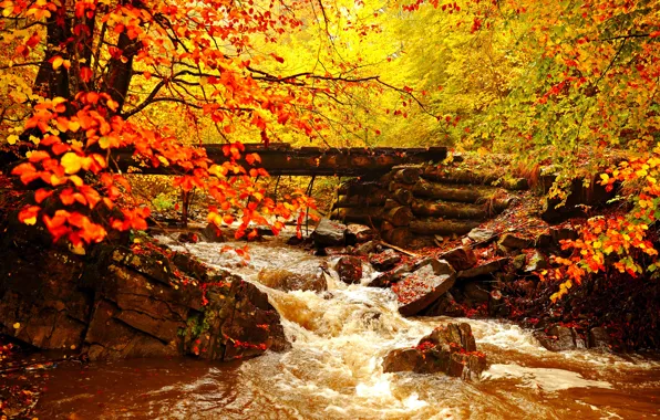 Picture autumn, forest, leaves, trees, landscape, river, the bridge, gold