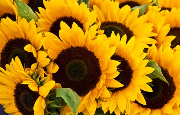 Flower, photo, sunflower