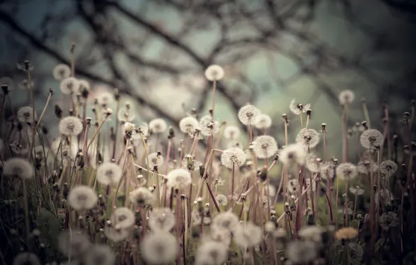 Picture field, background, dandelions