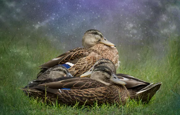 Grass, birds, night, nature, duck, treatment