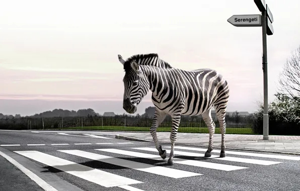 Road, nature, Zebra