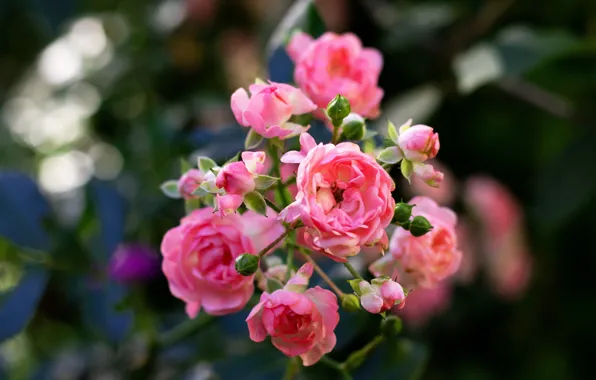 Wallpaper rose Bush, the dark background, roses, leaves, bokeh, pink