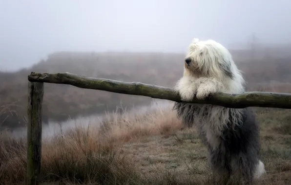 Picture nature, fog, dog