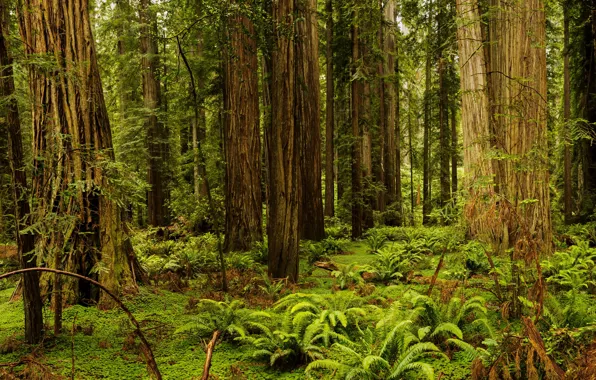 Forest, grass, trees, CA, USA, fern, Redwood National And State Parks