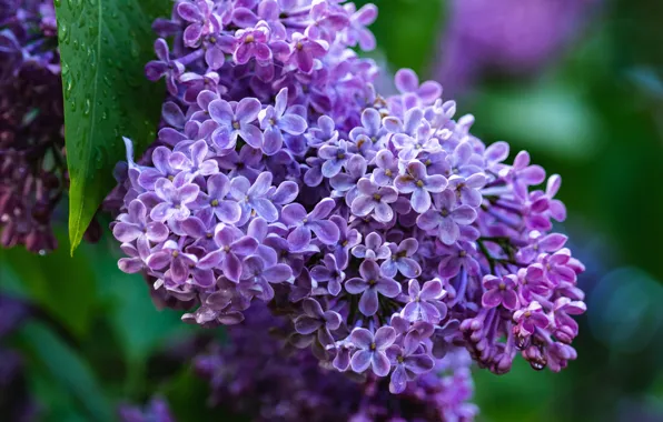 Picture leaves, drops, macro, flowers, spring, flowering, lilac, bokeh