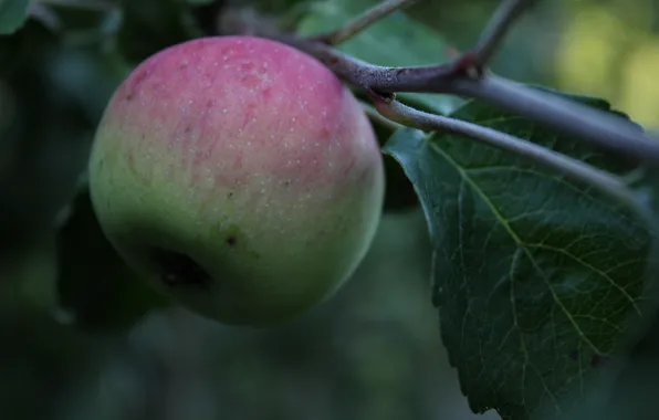 Summer, green, tree, green, apple, Apple, branch, fruit