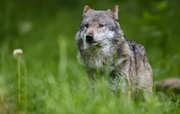 Grass, look, face, wolf, grass