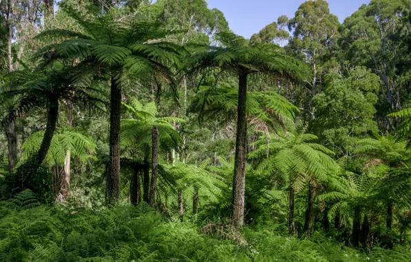 Forest, grass, trees, palm trees, jungle, Australia, Dandenongs