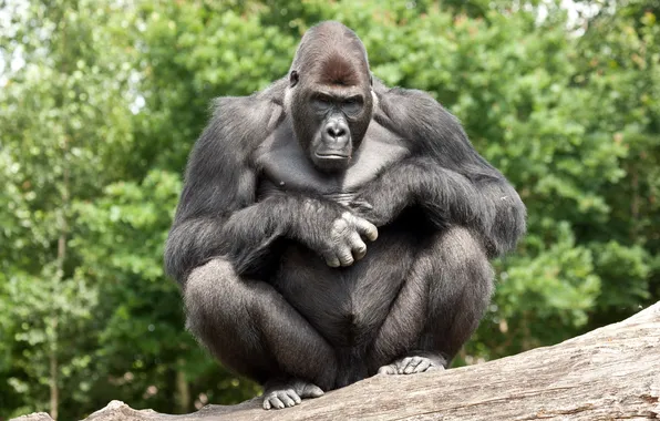 Picture Zoo, Gorilla, The Bosière of the Golden